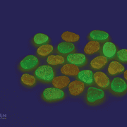 Leuchtseine, fluoreszierend